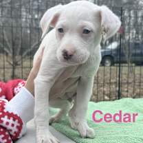 Thumbnail photo of Cedar #1