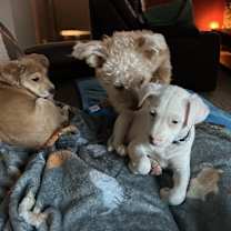 Thumbnail photo of Cedar #2