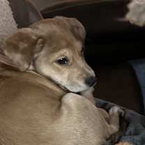 Thumbnail photo of Fern #2