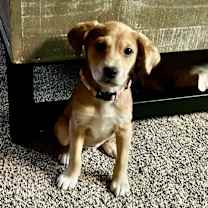 Thumbnail photo of Fern #3