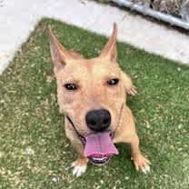 Thumbnail photo of Daisy #2