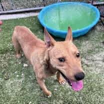 Thumbnail photo of Daisy #3