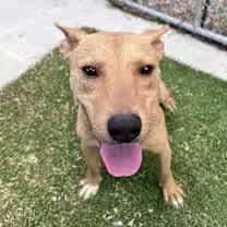 Thumbnail photo of Daisy #4