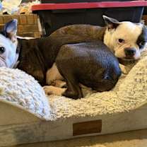 Thumbnail photo of Dixie #3