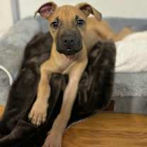 Thumbnail photo of Cape Air #2