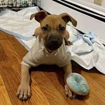 Thumbnail photo of Cape Air #4