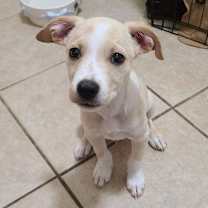 Thumbnail photo of Buddy #1