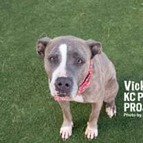 Thumbnail photo of Vickie #1