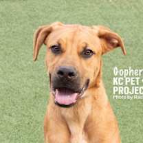 Thumbnail photo of Gopher #1