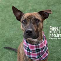 Thumbnail photo of Peppermint #1