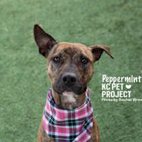 Thumbnail photo of Peppermint #2