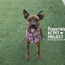 Thumbnail photo of Peppermint #3