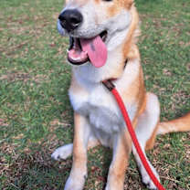 Thumbnail photo of Whisky (S. Korea) HZ #3