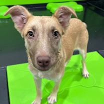 Thumbnail photo of Chelsea #2