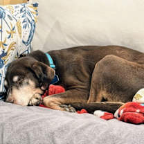 Thumbnail photo of Bird Dog #4