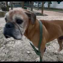 Thumbnail photo of Sniffles #3