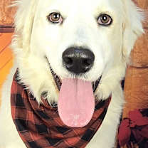 Thumbnail photo of Snowy #1