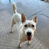 Thumbnail photo of Cassie (CP) #1