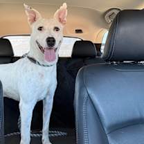 Thumbnail photo of Cassie (CP) #2