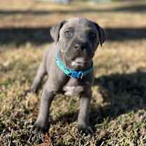 Thumbnail photo of Merry #1