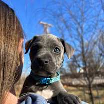 Thumbnail photo of Merry #2