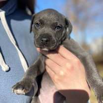 Thumbnail photo of Merry #3