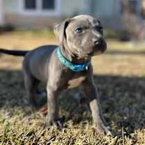 Thumbnail photo of Merry #4