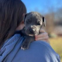 Thumbnail photo of Biscuit #3