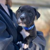 Thumbnail photo of North #1