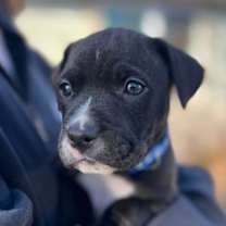 Thumbnail photo of North #4