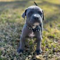 Thumbnail photo of Jack #4