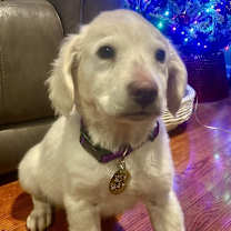 Thumbnail photo of Rudolph #2