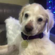 Thumbnail photo of Rudolph #3