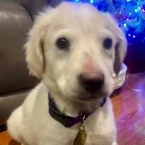 Thumbnail photo of Rudolph #4