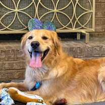 Thumbnail photo of Toretto #1