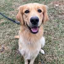 Thumbnail photo of Toretto #2