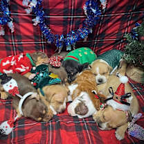 Thumbnail photo of Billy the Kid #4