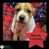 Thumbnail photo of Butch Cassidy #1