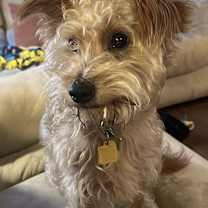 Thumbnail photo of Teddy #1