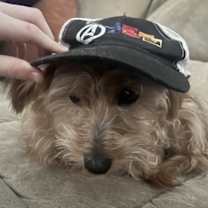 Thumbnail photo of Teddy #2