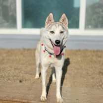 Thumbnail photo of Howell #1