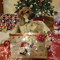 Thumbnail photo of Yondu #3