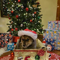 Thumbnail photo of Ronan #3