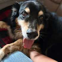 Thumbnail photo of Bandit #2