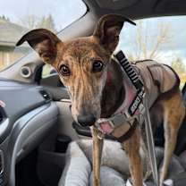 Thumbnail photo of GiGi #2