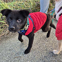 Thumbnail photo of Joey (H) #2