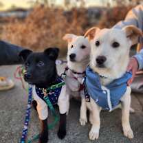 Thumbnail photo of Joey (H) #3