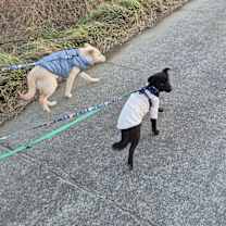 Thumbnail photo of Joey (H) #4