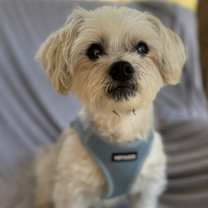 Thumbnail photo of Gus #1