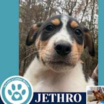 Thumbnail photo of Jethro (Junie's Pups) 122025 #1